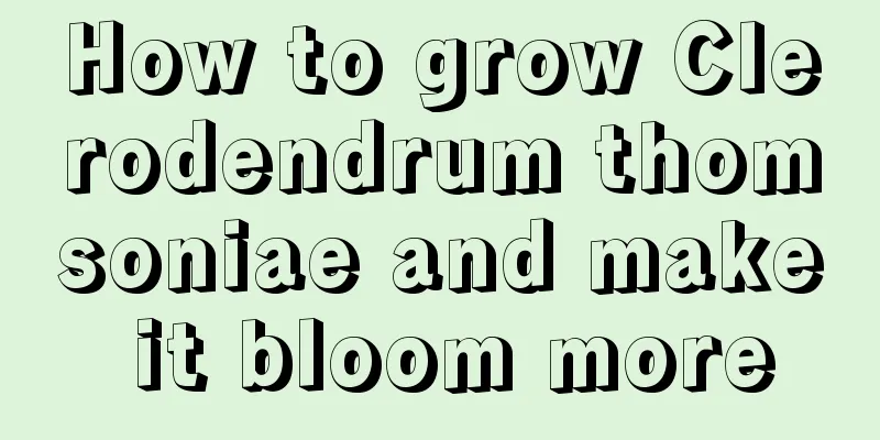 How to grow Clerodendrum thomsoniae and make it bloom more