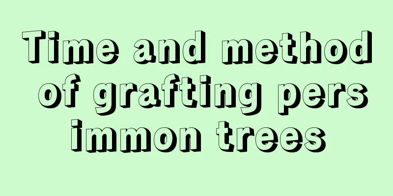 Time and method of grafting persimmon trees