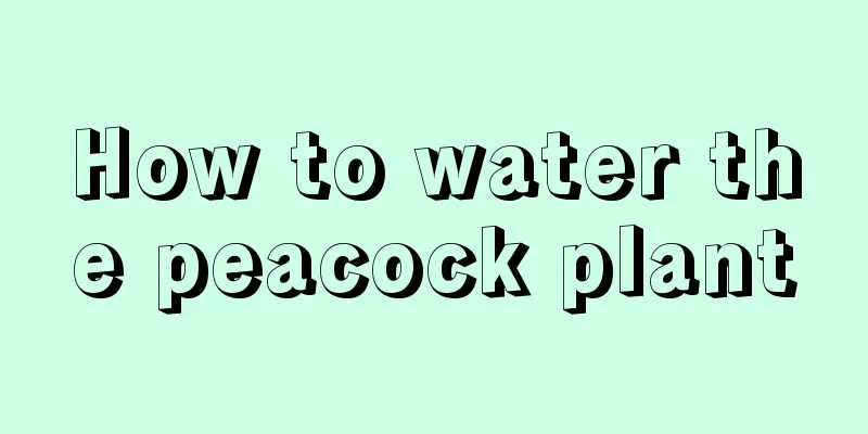 How to water the peacock plant