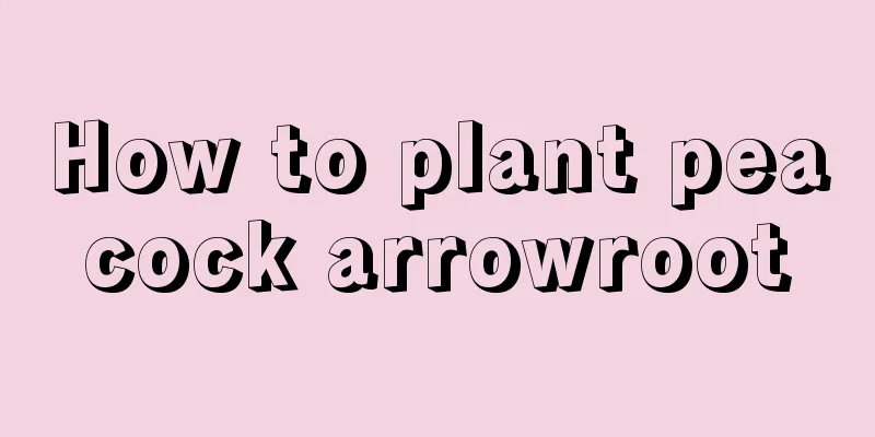 How to plant peacock arrowroot