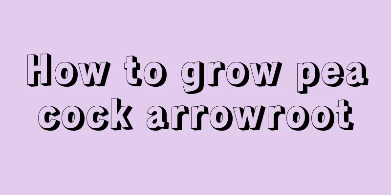 How to grow peacock arrowroot