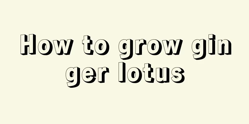 How to grow ginger lotus