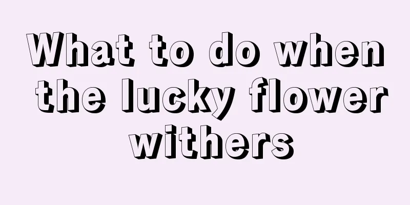 What to do when the lucky flower withers