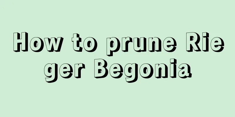 How to prune Rieger Begonia