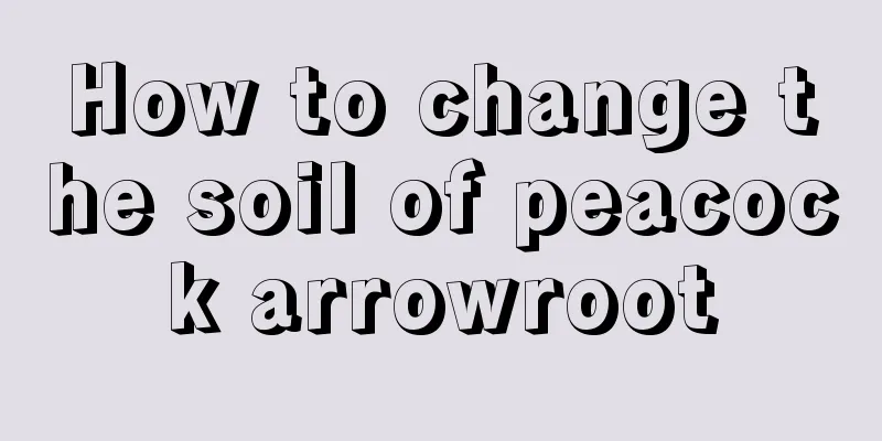 How to change the soil of peacock arrowroot