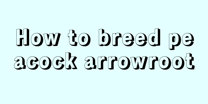 How to breed peacock arrowroot