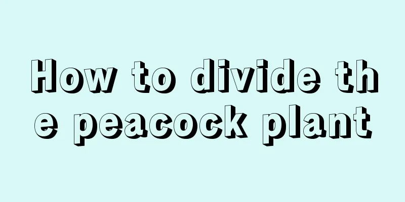 How to divide the peacock plant