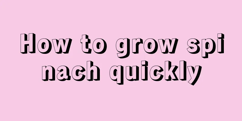 How to grow spinach quickly