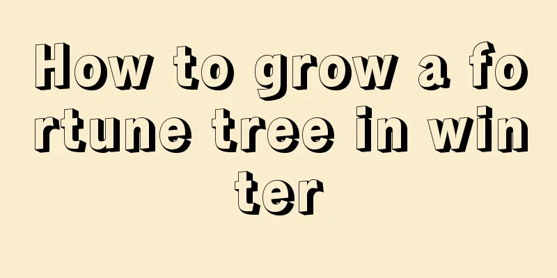 How to grow a fortune tree in winter