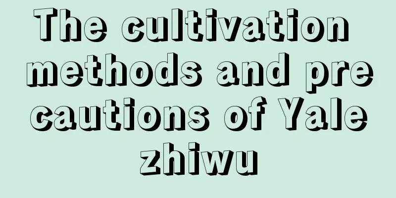 The cultivation methods and precautions of Yalezhiwu