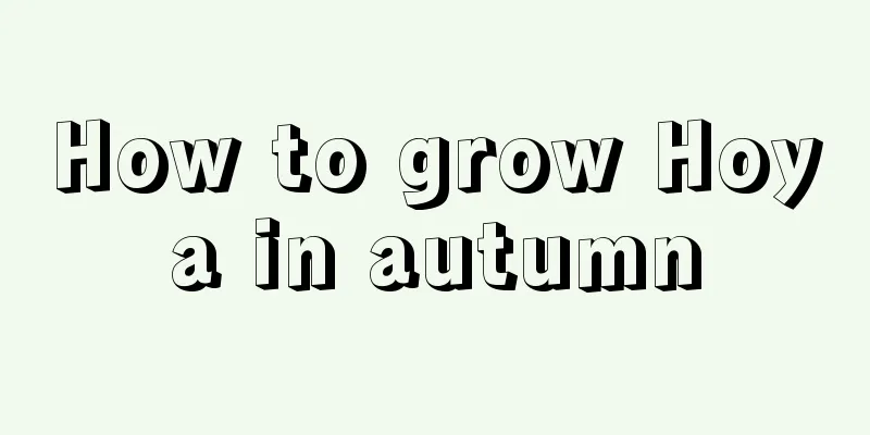 How to grow Hoya in autumn