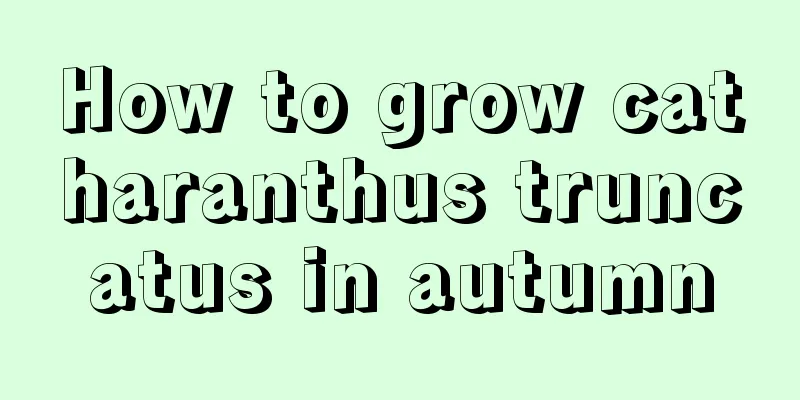 How to grow catharanthus truncatus in autumn