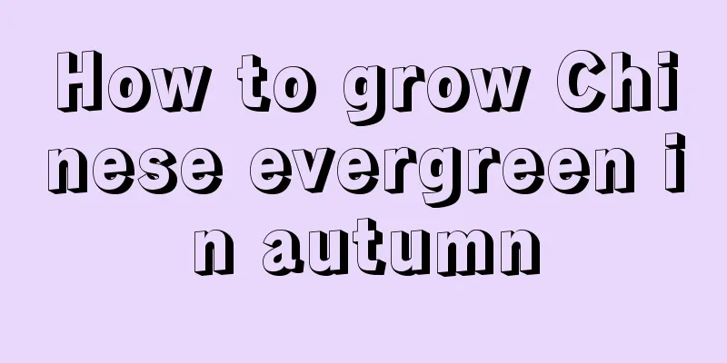 How to grow Chinese evergreen in autumn