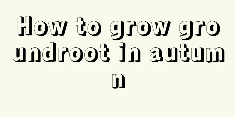 How to grow groundroot in autumn