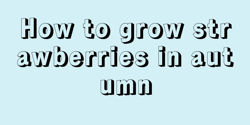 How to grow strawberries in autumn