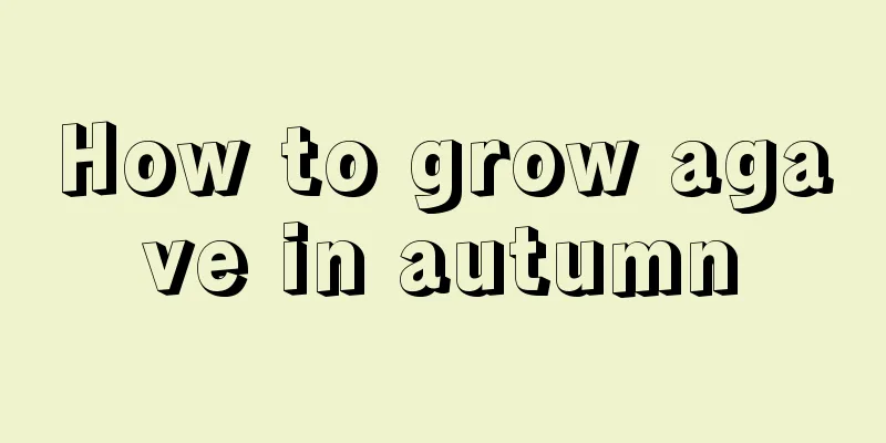 How to grow agave in autumn