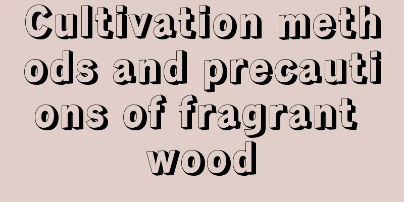 Cultivation methods and precautions of fragrant wood