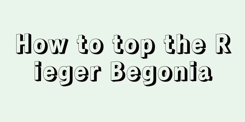 How to top the Rieger Begonia