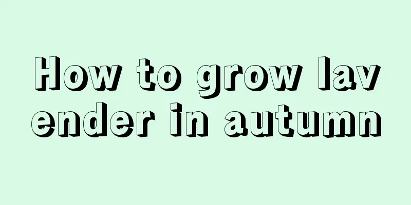 How to grow lavender in autumn