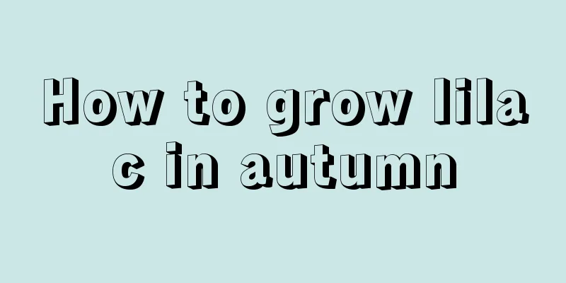 How to grow lilac in autumn