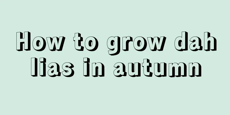 How to grow dahlias in autumn