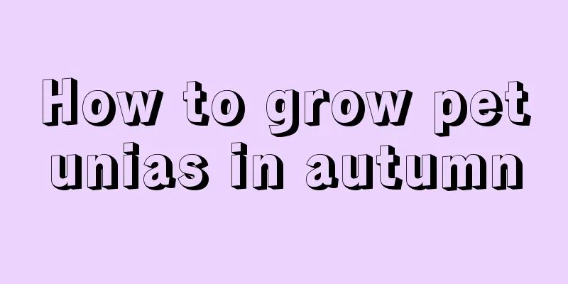 How to grow petunias in autumn