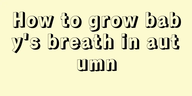 How to grow baby's breath in autumn