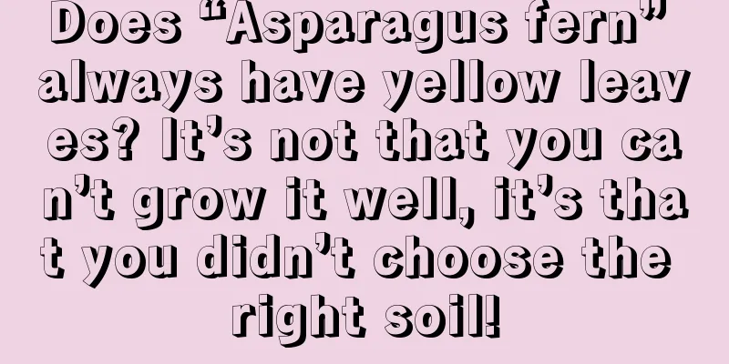 Does “Asparagus fern” always have yellow leaves? It’s not that you can’t grow it well, it’s that you didn’t choose the right soil!