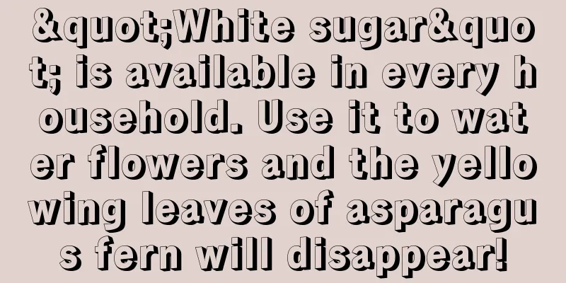 "White sugar" is available in every household. Use it to water flowers and the yellowing leaves of asparagus fern will disappear!