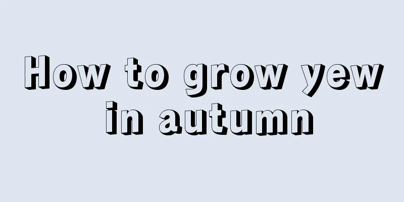 How to grow yew in autumn