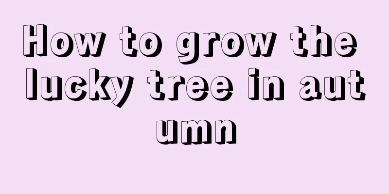 How to grow the lucky tree in autumn