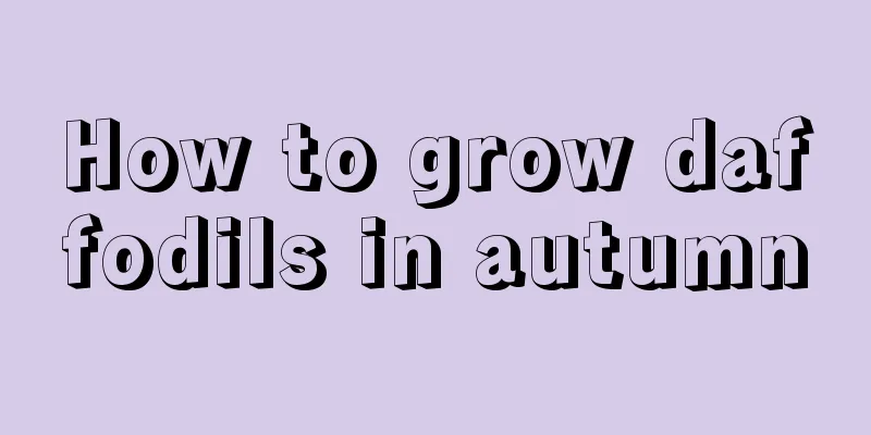 How to grow daffodils in autumn