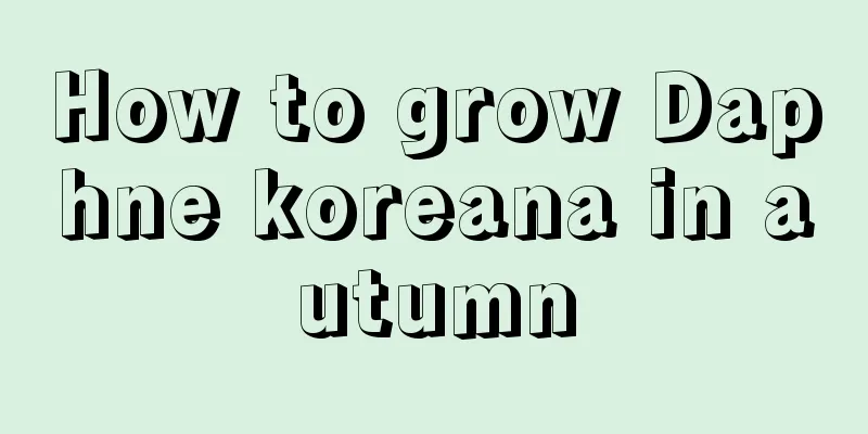 How to grow Daphne koreana in autumn