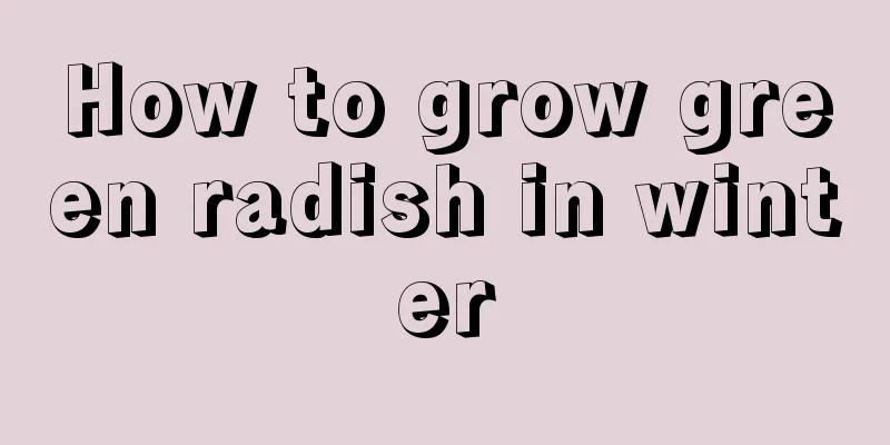 How to grow green radish in winter