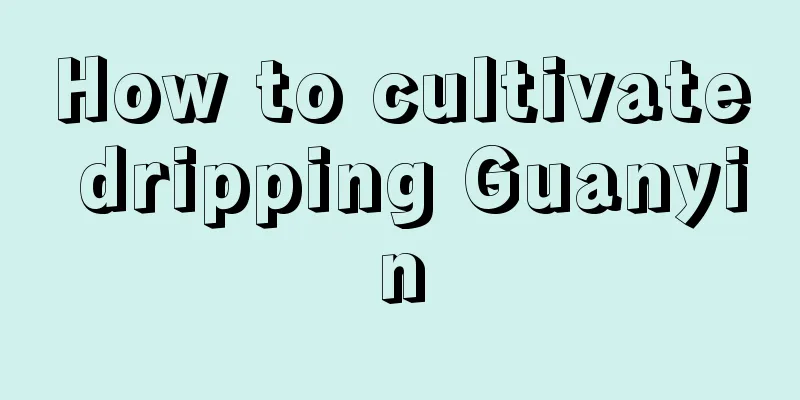 How to cultivate dripping Guanyin