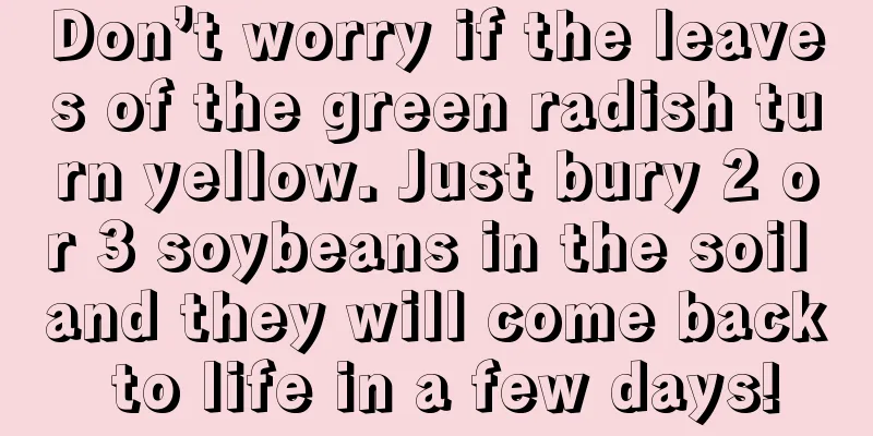 Don’t worry if the leaves of the green radish turn yellow. Just bury 2 or 3 soybeans in the soil and they will come back to life in a few days!