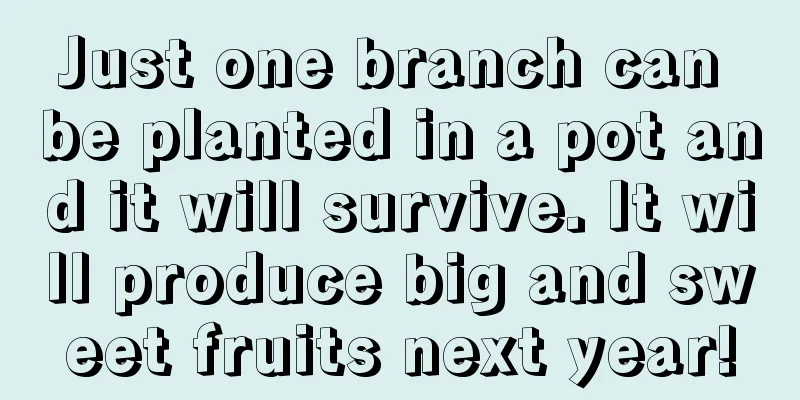 Just one branch can be planted in a pot and it will survive. It will produce big and sweet fruits next year!