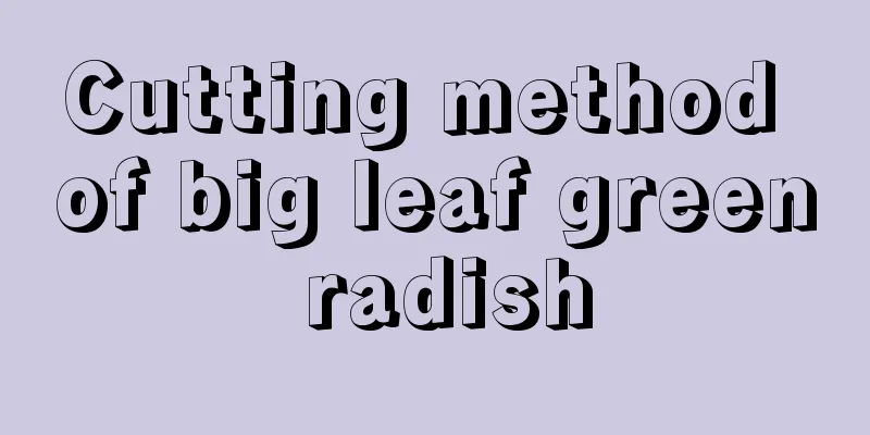 Cutting method of big leaf green radish