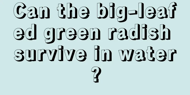 Can the big-leafed green radish survive in water?