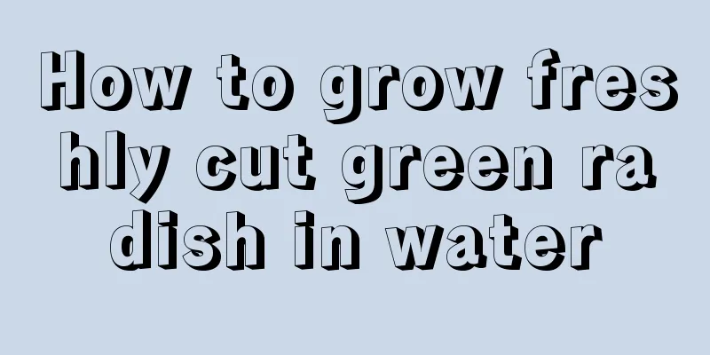 How to grow freshly cut green radish in water