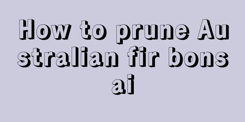 How to prune Australian fir bonsai