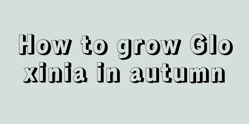 How to grow Gloxinia in autumn