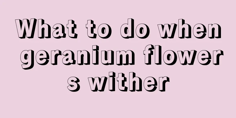 What to do when geranium flowers wither