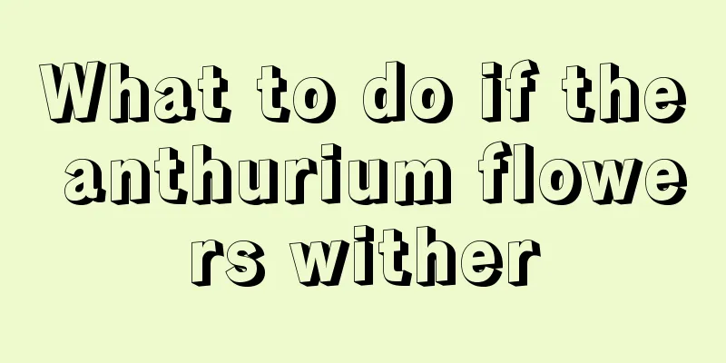 What to do if the anthurium flowers wither