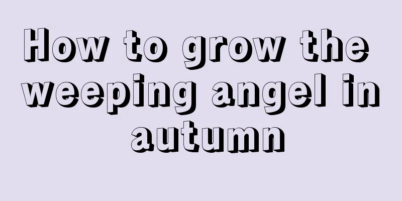 How to grow the weeping angel in autumn