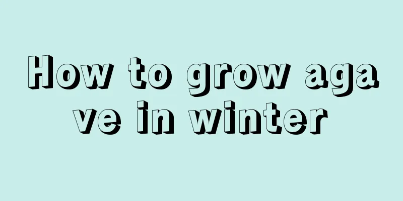 How to grow agave in winter