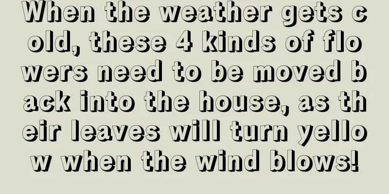 When the weather gets cold, these 4 kinds of flowers need to be moved back into the house, as their leaves will turn yellow when the wind blows!