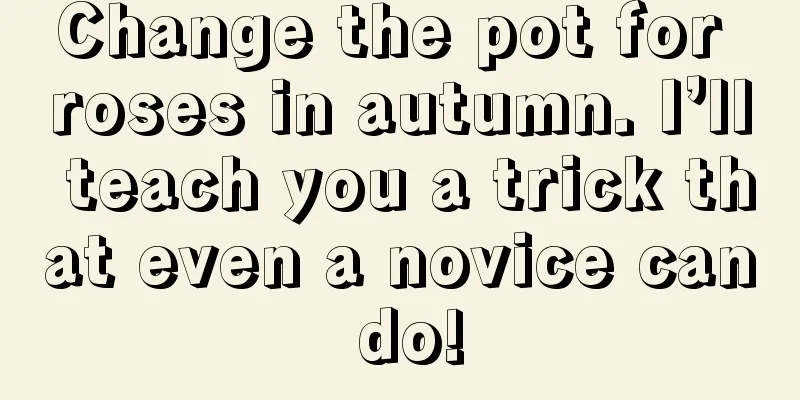 Change the pot for roses in autumn. I’ll teach you a trick that even a novice can do!