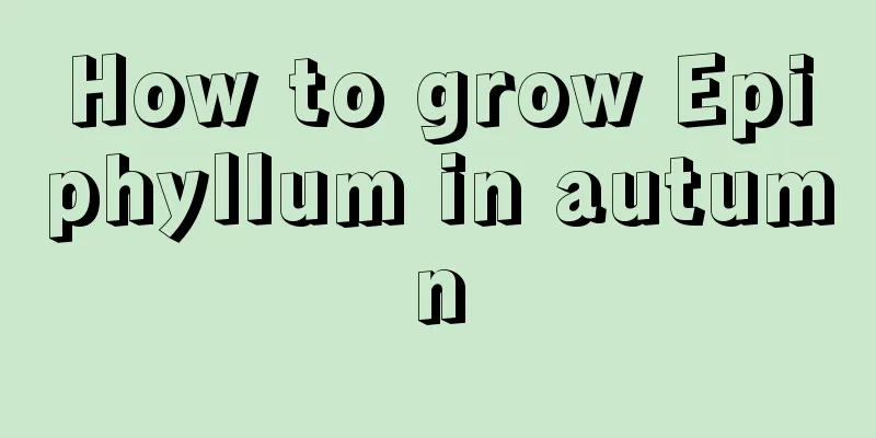 How to grow Epiphyllum in autumn