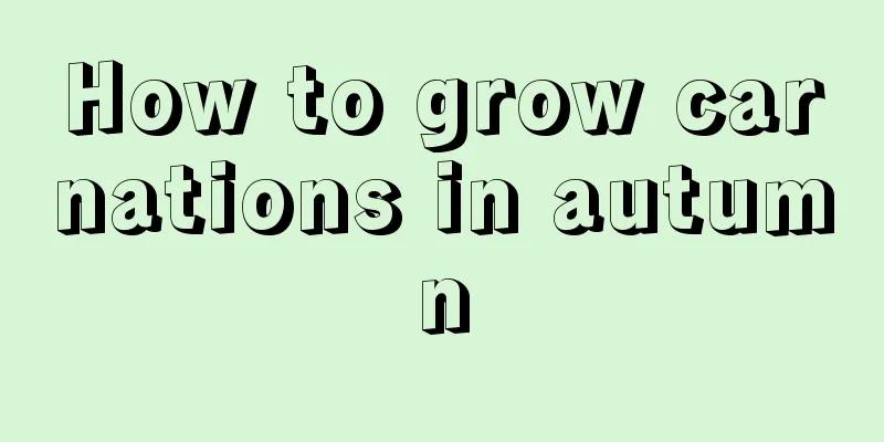 How to grow carnations in autumn